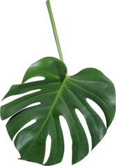 monstera leaf cut out on transparent background. © tanarch