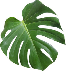 monstera leaf cut out on transparent background.