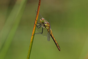 A newly emerged Ruddy Darter Dragonfly, Sympetrum sanguineum, perching on a reed at the edge of water.