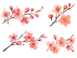 Cherry blossom branches. Japanese blooming trees, sakura flowers spring decor hand paint illustration set. Generative AI