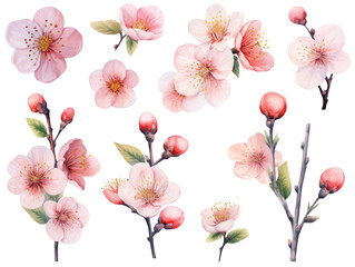 Fototapeta na wymiar Cherry blossom branches. Japanese blooming trees, sakura flowers spring decor hand paint illustration set. Generative AI