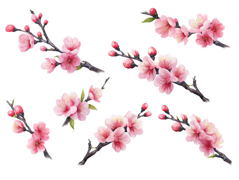 Cherry blossom branches. Japanese blooming trees, sakura flowers spring decor hand paint illustration set. Generative AI