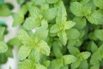 close up of mint