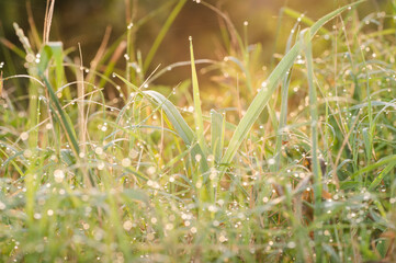Closeup of grass coated in a morning dew during summer.