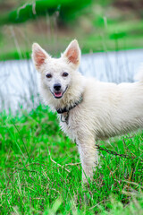 White spitz dog for walk, cute puppy on nature green background.