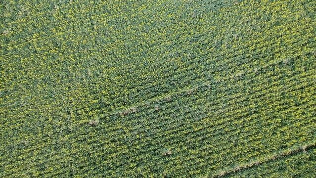 Drone Footage of priarie blue skie and yellow rapeseed canola fields below in spring. 