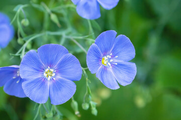 Blue wildflowers outdoors. Beautiful summer flowers close up. Blue flax flower