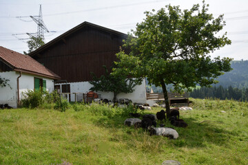 A flock of domestic sheep lay down under a tree in the shade near the village buildings and are resting