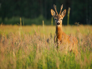 Roedeer buck on a meadow