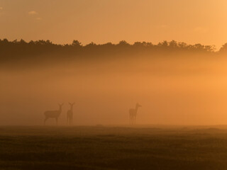 Fototapeta na wymiar Red deer on a meadow at sunrise