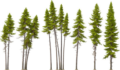 fir tree forest conifers, west american larch, hq arch viz cutout, 3d render plants - obrazy, fototapety, plakaty