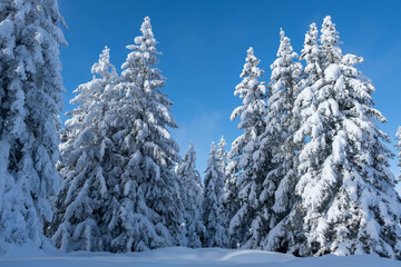 snow covered trees
