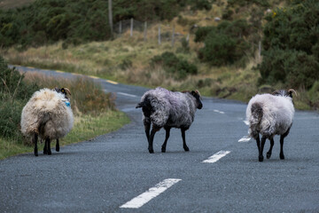 irish sheep on the road