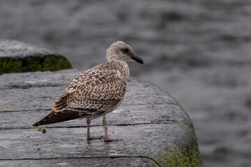 brown seagull on concrete