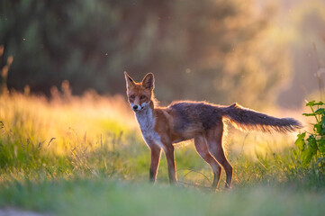 red fox in the wild