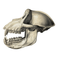 Primal Fear: Monkey Skull Scientific Illustration Spooky Jungle Animal Anatomy