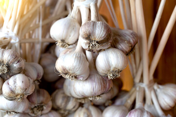 A lot of garlic is dried against the background of a wooden wall in the country. Natural harvest of...