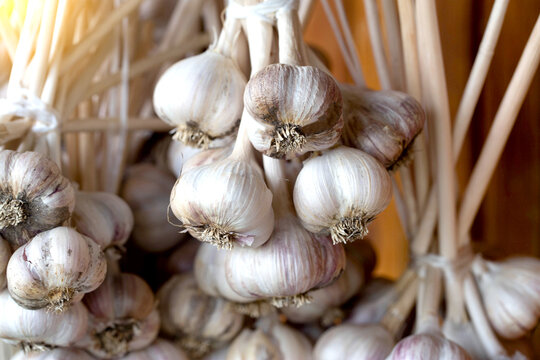A lot of garlic is dried against the background of a wooden wall in the country. Natural harvest of garlic, agriculture