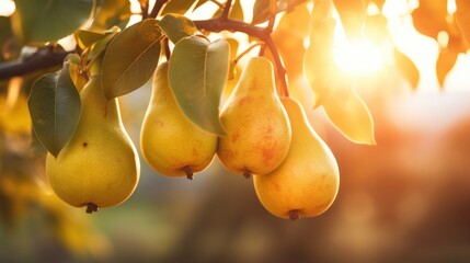 Sunlight shines through the leaves of a pears tree, ripe and juicy pears on a branch.