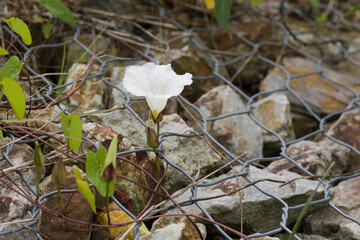 Rebirth of nature. Fight for survival. White spring flowers.
