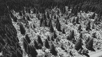 Aerial top view of summer black and white trees in the forest. Forest from a bird's eye view. Drone...
