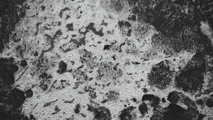 Aerial top view of summer black and white trees in the forest. Forest from a bird's eye view. Drone top down photo.
