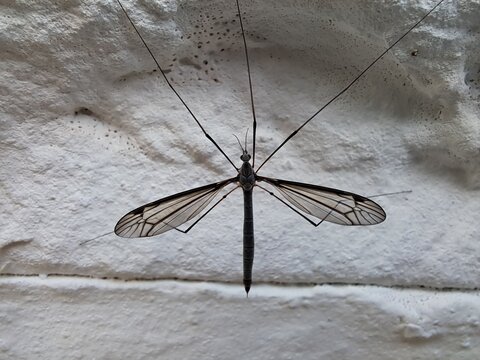Cranefly (Tipula lateralis) on a white wall in a park in Chisinau, Moldova