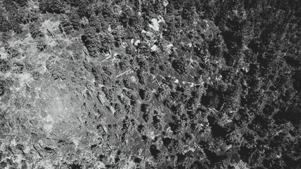Naklejka na ściany i meble Aerial top view of summer black and white trees in the forest. Forest from a bird's eye view. Drone top down photo.