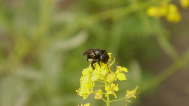 Solitary bee.
Scientific name: Panurginus spp.
Bees living underground. Bee digging a hole in the ground.
Bee sips the nectar of flowers and then goes to her underground nest. pollination by insects