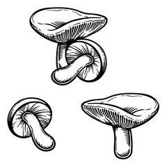 Russula mushrooms. Vector illustration of russula isolated on white background. - obrazy, fototapety, plakaty