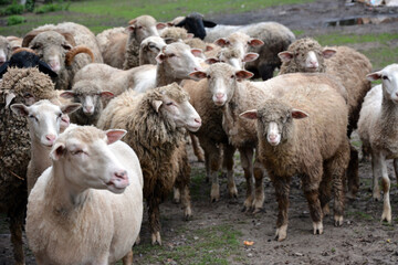Fototapeta premium A flock of domestic sheep walks on a muddy pasture