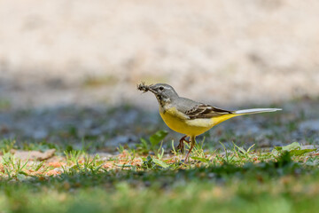 Gray Wagtail (Motacilla cinerea) walking back and forth to feed its chicks at the nest.