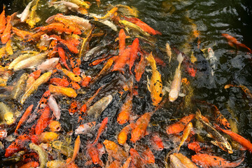 Lots of colorful carp in the pond. beautiful fish concept for garden decoration Lucky fish according to Japanese and Chinese beliefs