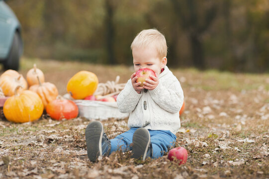 toddler enjoying harvest festival celebration at pumpkin patch. Kids picking and carving pumpkins at country farm on warm autumn day.