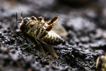 Macro image of a dead bee on a leaf of a declining beehive, plagued by the collapse of collapse and other diseases, use of pesticides in the environment and flowers.