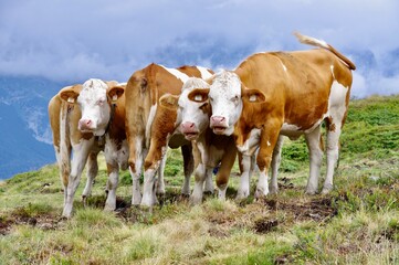 Fototapeta na wymiar Brown and White Austrian Cattle with cowbells on the Tyrolean Mountains. Söll, Austria. 