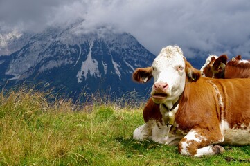 Fototapeta na wymiar Brown and White Austrian Cattle with cowbells on the Tyrolean Mountains. Söll, Austria. 