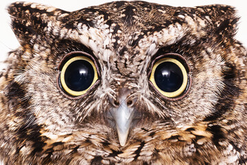 Photo of an Owl in macro photography, high resolution photo of owl cub. The bureaucratic owl, also called field-buckthorn