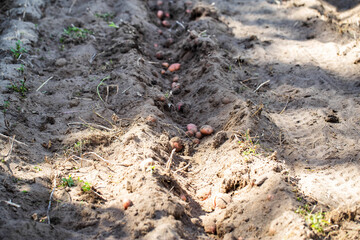 Potatoes lie in the furrow after plowing with a walk-behind tractor. Harvesting potatoes in autumn. Copy space for text