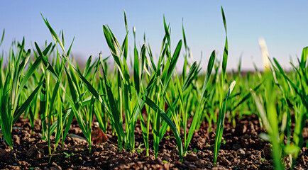 Young wheat seedlings growing in a field
