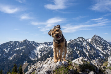 Borderterrier auf Berggipfel mit Schneebedeckten Bergen