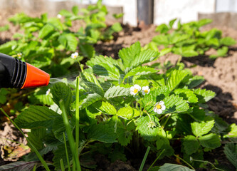 Spraying strawberries with boric acid and iodine during flowering for the ovary and getting rid of diseases and pests.