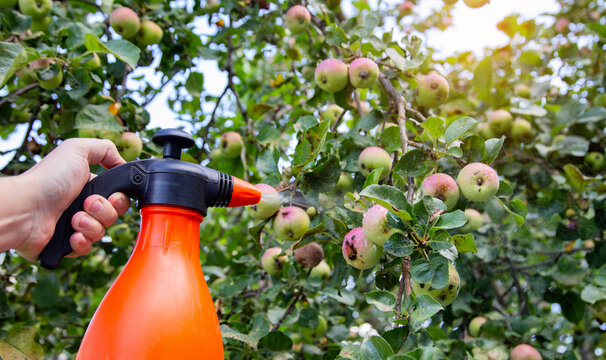 Spraying an apple tree with fruits from codling moth and aphids. Treatment of apple trees with copper sulphate and ammonia. Copy space for text