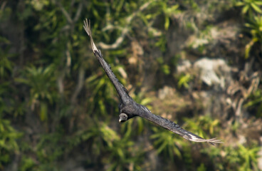 Vulture in flight in a canyon