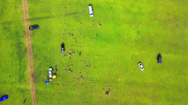 Aerial view Of a freshly grass meadow Car tracks going through the field at LOPBURI, THAILAND.