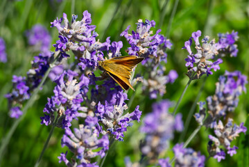 Large Skipper butterfly (Ochlodes sylvanus) perched on lavender plant in Zurich, Switzerland