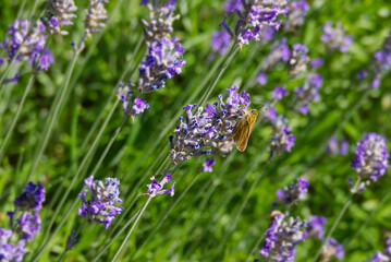 Large Skipper butterfly (Ochlodes sylvanus) perched on lavender plant in Zurich, Switzerland