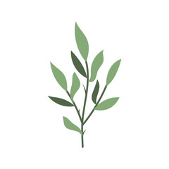 Beautiful flat leaf. Jungle foliage illustration. Plant floral design. Summer botanical print. Vector isolated on white background. Tropical exotic leaf