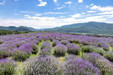 ncredibly beautiful lavender field in Transcarpathia. Ukraine. Lavender Mountain in the town of Perechyn. Large bushes of blooming lavender against the backdrop of the Carpathians. Horizontal.