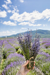 bouquet of lavender in hand against the backdrop of a lavender field. Rest in the lavender field. Mountain lavender. Transcarpathia, Ukraine